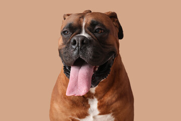 Cute boxer dog on brown background