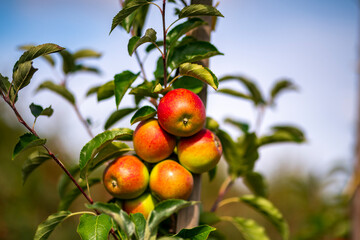 Apple trees with ripe red apples in the garden. Natural red apples on branches of trees. Autumn apple orchard. Red juicy apples in apple orchard.
