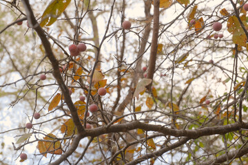 Native Texas plant shows fruit on Mexican plum tree, Prunus mexicana during fall season in landscape.