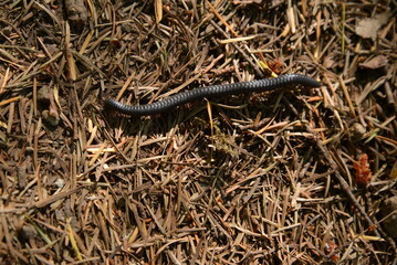 Millipede, specifically a Californiulus euphanus, crawling through pine needles on the forest...