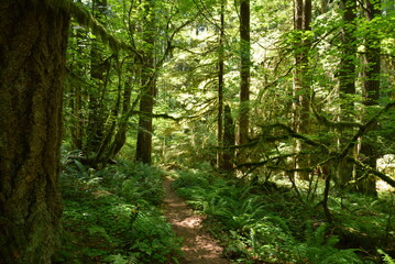 Obraz premium Hiking path running between tall pine trees and through lush foliage in a dense woodland area. 
