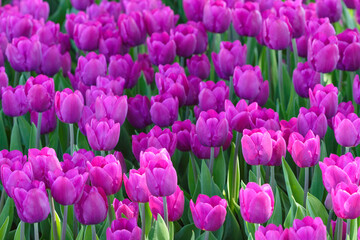 field of pink tulips