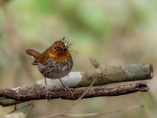 森の中で巣材を集めているコマドリの雌