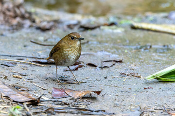 The Lesser Shortwing (Brachypteryx leucophrys) is a small, elusive bird with a rounded body, short wings, and a short tail. It has a greyish-brown upper body and lighter underparts.