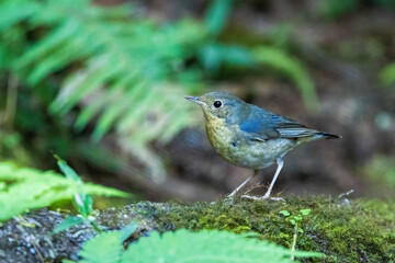 The male Siberian Blue Robin (Luscinia cyane) is a slender, long-legged songbird with blue upperparts and snow-white belly separated by black running from the eye to the bend of the wing. 