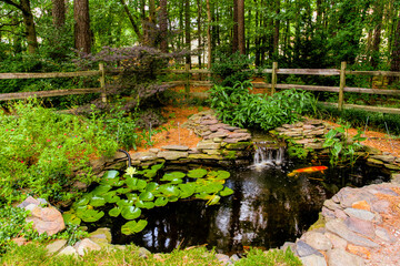 Beautiful Backyard Pond With Koi Fish And Lush Plants, Surrounded By Nature