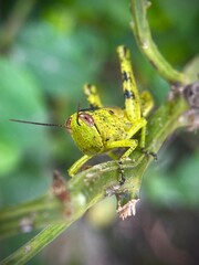 Beautiful green grasshopper macro shot. A blacksmith holds on to a stalk of green grass. The background is blurred. Green background image of nature.