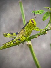Beautiful green grasshopper macro shot. A blacksmith holds on to a stalk of green grass. The background is blurred. Green background image of nature.