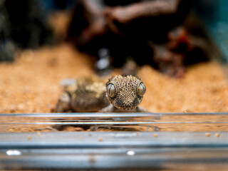 ルゴッサフトユビヤモリのアップ