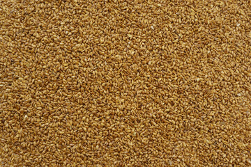 Close-up of flax seed, South Korea
