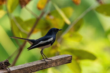 The male Oriental Magpie-robin (Copsychus saularis) has striking black and white plumage, with glossy black upperparts and white underparts.