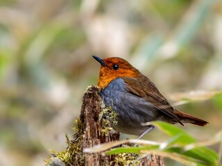 森の中で枝に留まって周りを見渡しているコマドリの雄