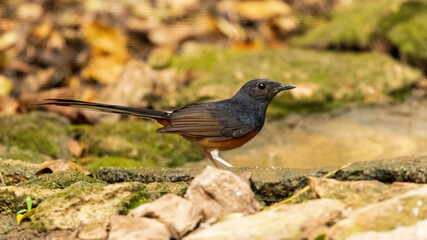 The female White-rumped Shama (Copsychus malabaricus) has a dark grey head and upperparts with conspicuous white rump and blackish tail; the chest is pale orange-rufous color.