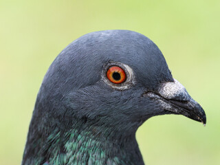 ドバト・カワラバトのアップ