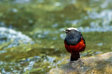 The White-capped Redstart (Phoenicurus leucocephalus) is a small, striking bird featuring a black body, bright red belly and rump, and a distinctive white cap on its head. 