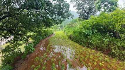 Lush Green Rice Fields in Hilly Terrain