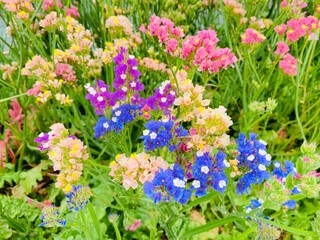 Limonium sinuatum or statice Flowers 