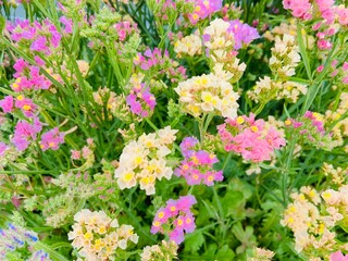 Limonium sinuatum or statice Flowers 
