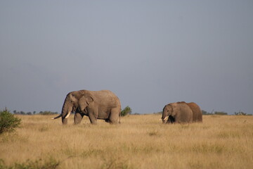 Fototapeta premium African Lanscape Elephants