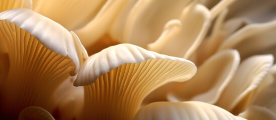 Close-up of Oyster Mushrooms with Soft, Warm Lighting