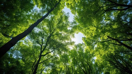 Obraz premium A peaceful scene of a vibrant spruce forest, showcasing the rich green colors of the trees under a bright sun, with dappled light filtering through the foliage.