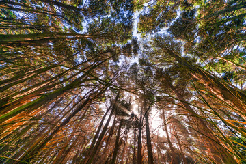 red wood forest outdoor nature summer