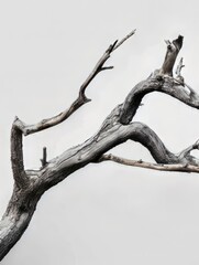 Obraz premium A Close-Up of a Twisted and Knotted Tree Branch