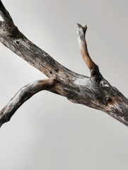 Fototapeta premium A weathered tree branch with a knot that resembles an eye