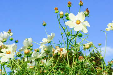 青空に向かって元気よく咲き誇る白い花を咲かせた植物