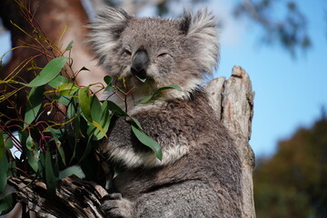 Koala