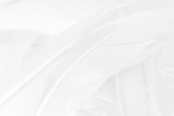 Obraz premium Gray white feather wooly pattern texture background