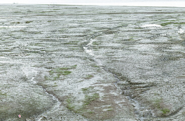 The River bottom mud that appears at river mouths due to the ebb and flow of sea level.