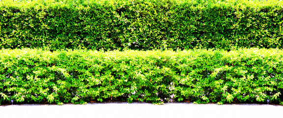 green leaves step pattern abstract nature background