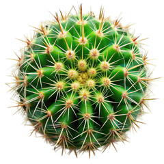 Green cactus plant with spines top view isolated on transparent background