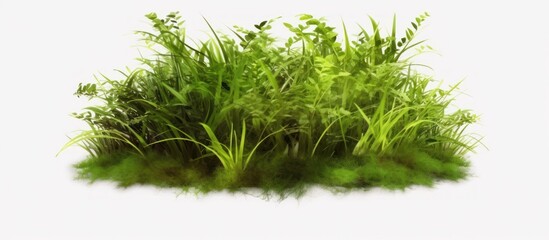 Fototapeta premium Lush Green Grass Patch with Ferns