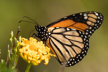Closeup of a beautiful butterfly