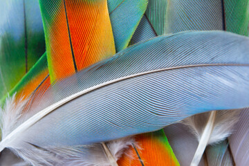 Beautiful colorful group parrot and eagle feather pattern texture luxury for background © nadtytok28
