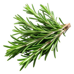 Herb rosemary isolated on transparent background