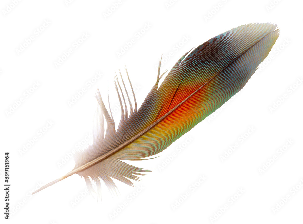 Wall mural beautiful macaw parrot feather bird isolated on white background