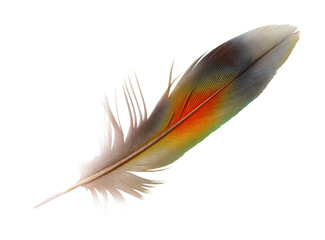 Beautiful macaw parrot feather bird isolated on white background