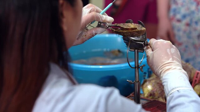 At a pearl farm in Vietnam, a woman skillfully prepares an oyster on the table, using tongs to carefully open it and retrieve the beautiful pearl from its interior.