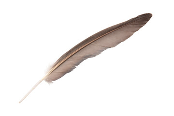 Beautiful eagle feather isolated on white background