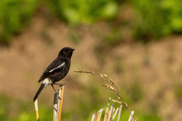 The Pied Bush Chat (Saxicola caprata) is a small passerine bird with distinctive black plumage in males and brownish plumage in females. Males have a white patch on the wing and rump.
