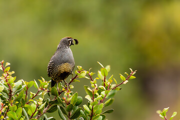 Closeup of a California Quail