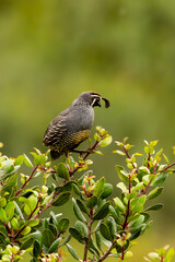 Closeup of a California Quail