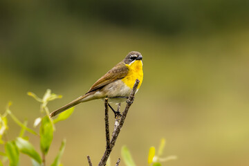 Closeup of a yellow-breasted chat