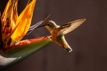 Closeup of a hummingbird with flowers