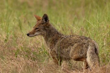 Closeup of coyote with green grass in the background