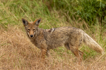 Closeup of coyote with green grass in the background