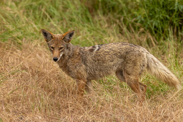 Closeup of coyote with green grass in the background